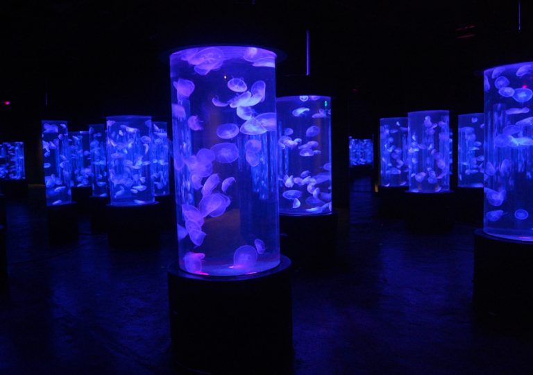 Jellyfish exhibit at Manila Ocean Park