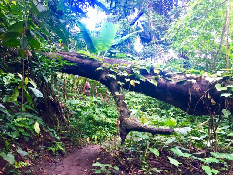 Mt. Makiling, Laguna
