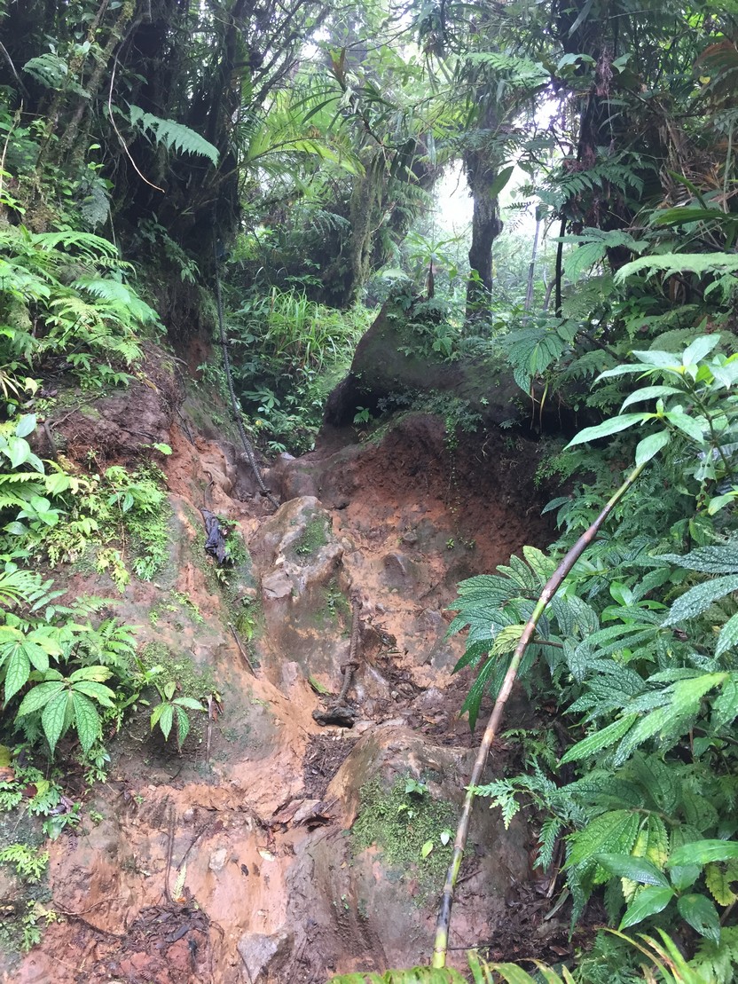 Mt. Makiling tough trail