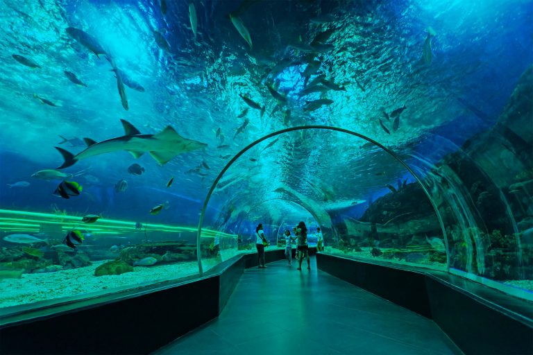 The 25-metre underwater tunnel at Manila Ocean Park