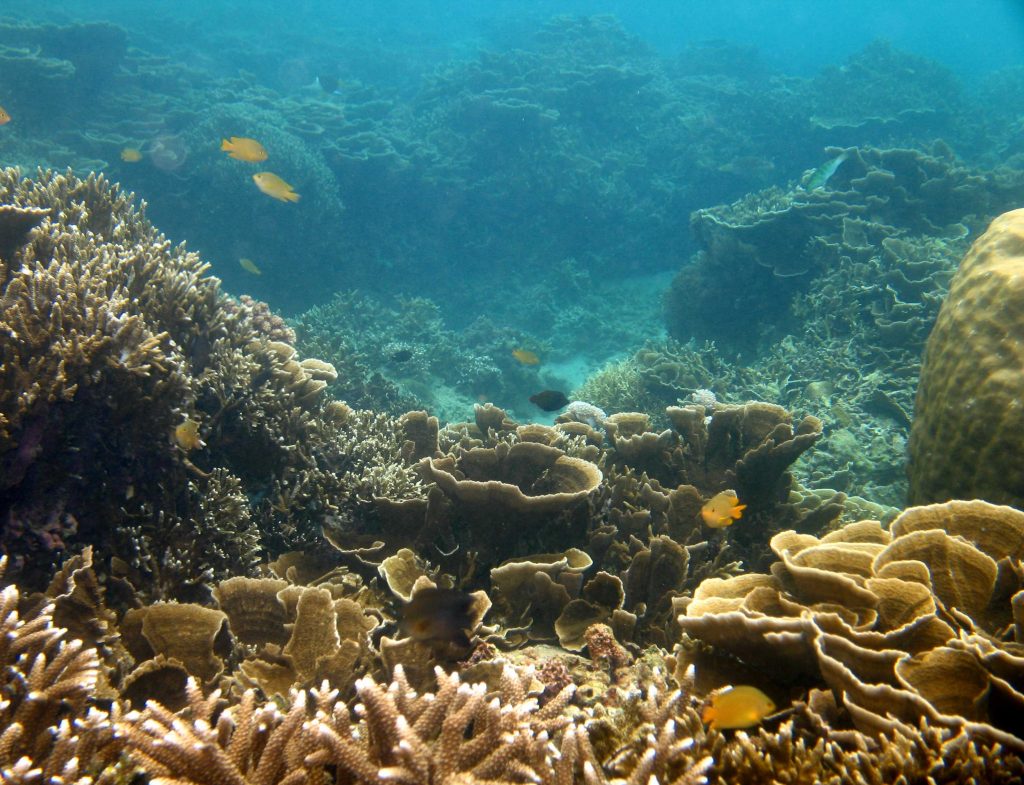 Anilao in Southern Luzon is rich with marine life and coral 