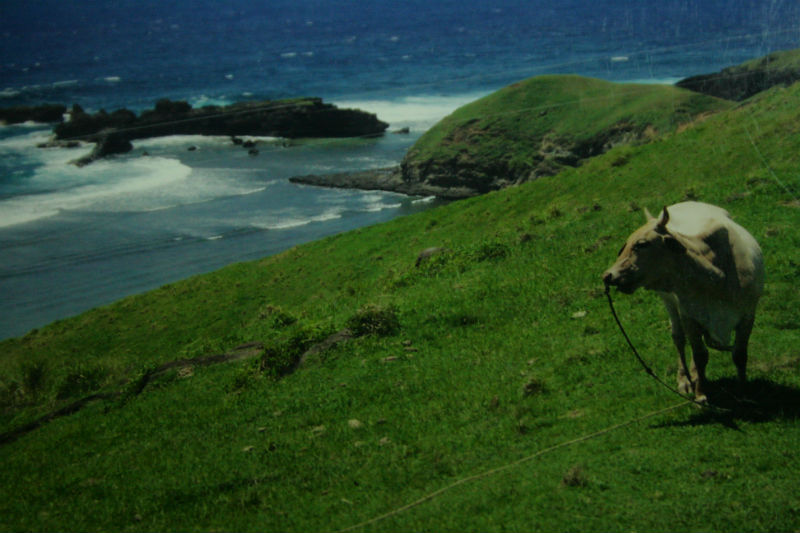 Batanes Islands cow with green hills