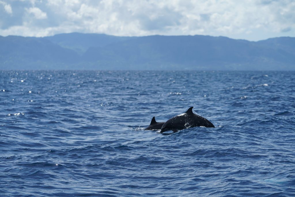 visayas tourist spots manjuyod sandbar dolphin watching