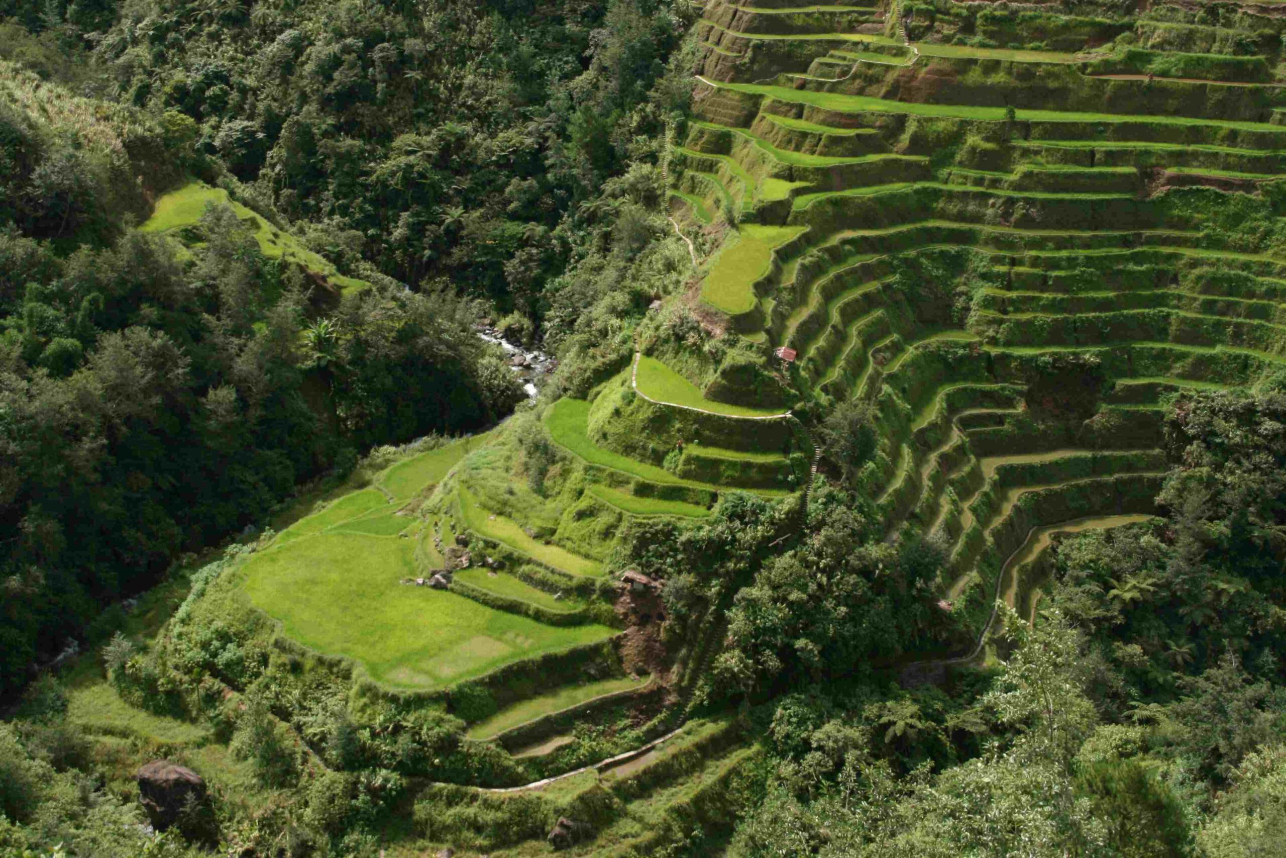 Close view of the green rice terraces at Batad