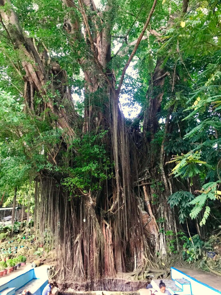 Balete tree, Siquijor