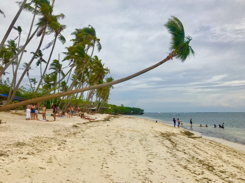 Paliton Beach with swaying palms