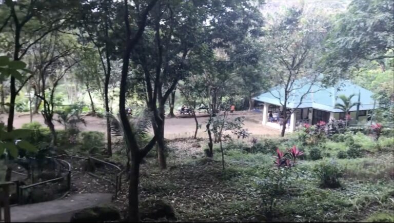 Trees and the site pavilion at the Angono-Binangonan Petroglyphs