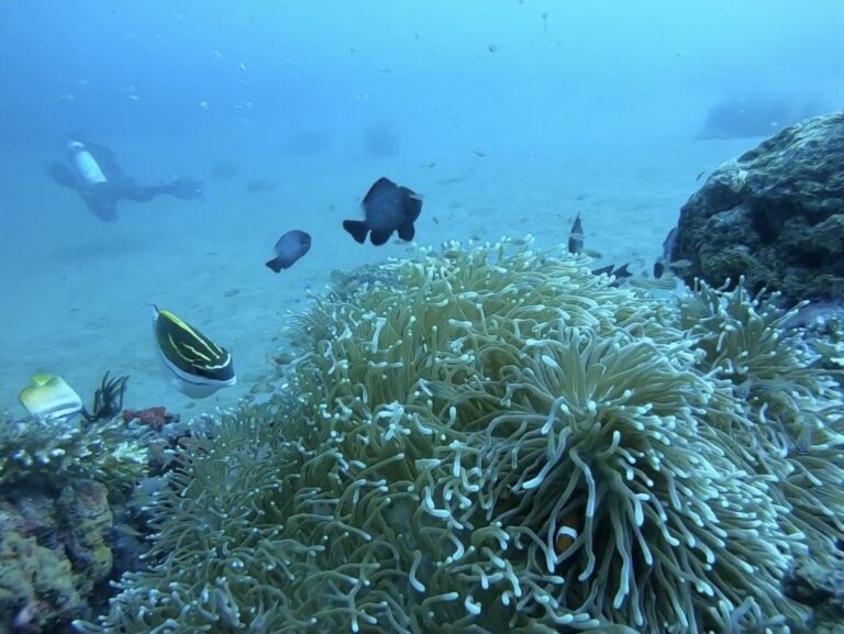Diver and reef fish above a sea anemone at Apo Island