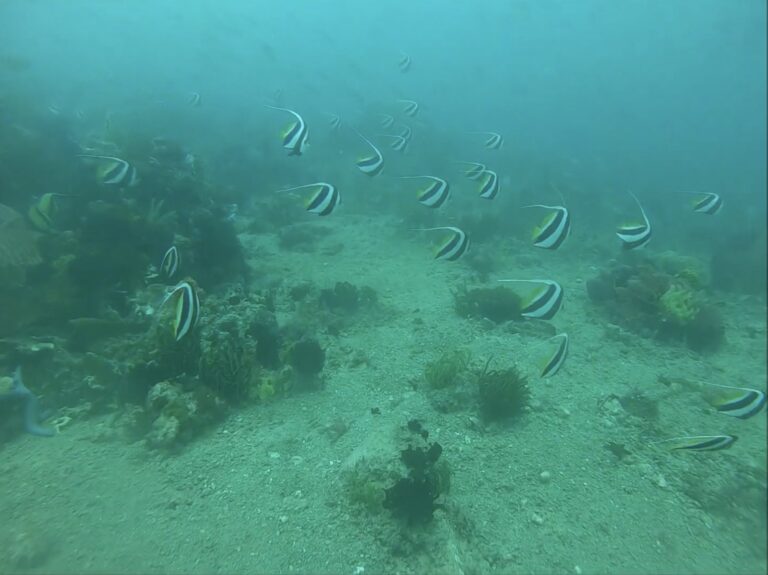 School of bannerfish swimming over the reef at Apo Island