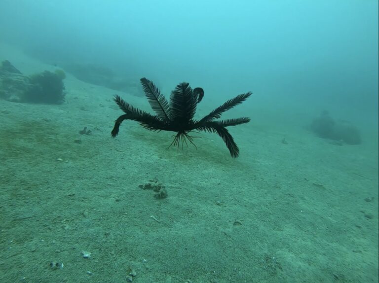 Black feather star drifting above the sand at Apo Island