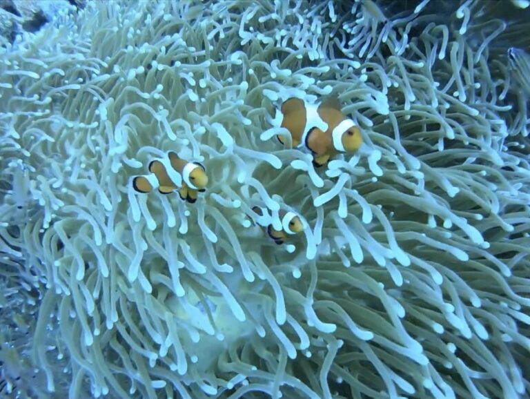 Three clownfish in a sea anemone at Apo Island
