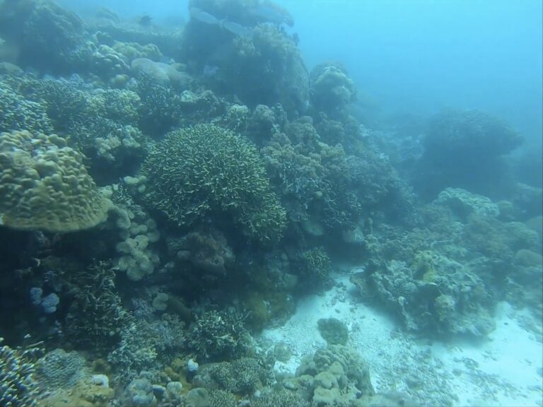 Healthy hard coral reef off Apo Island marine sanctuary