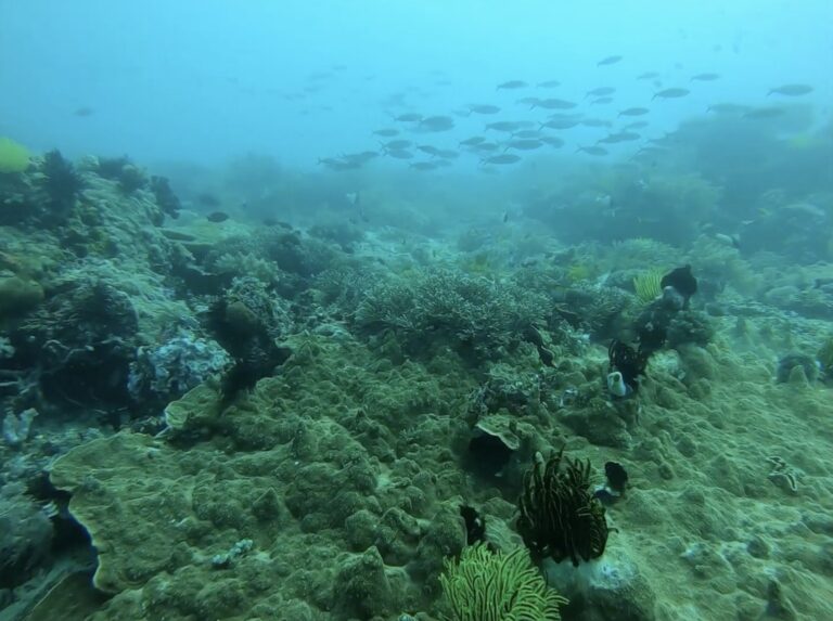 School of fish over the coral reef at Apo Island