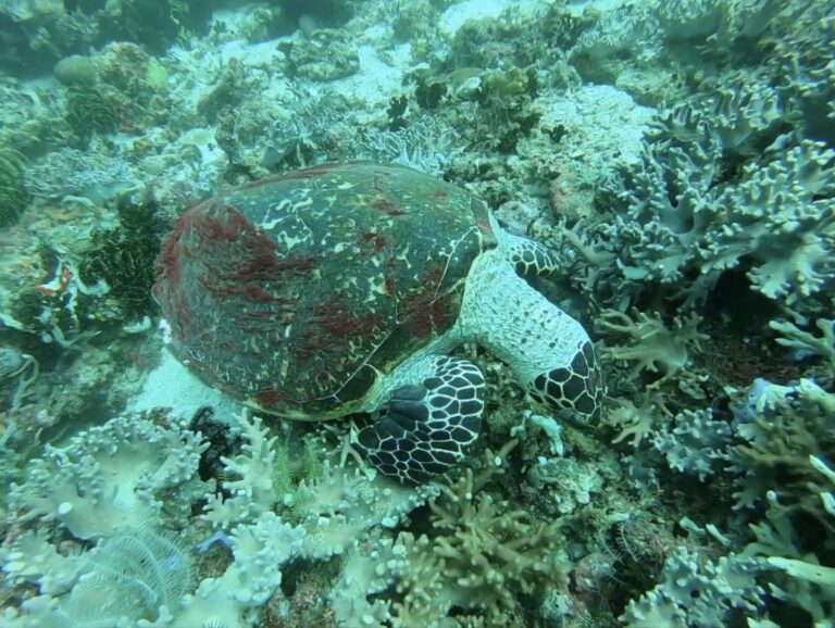 Sea turtle at Apo Island, Negros Oriental