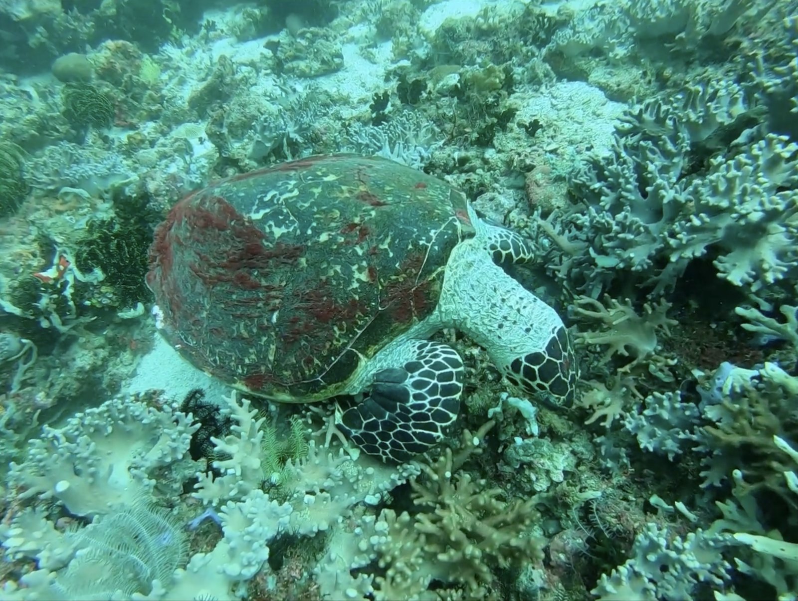 Sea turtle feeding on the coral reef at Apo Island, Negros Oriental