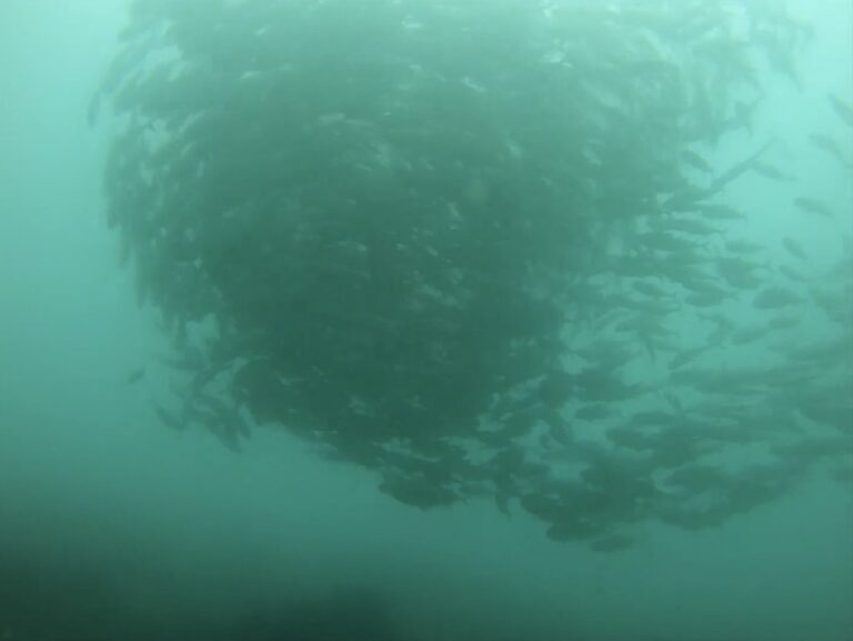 Large school of jackfish circling underwater at Apo Island
