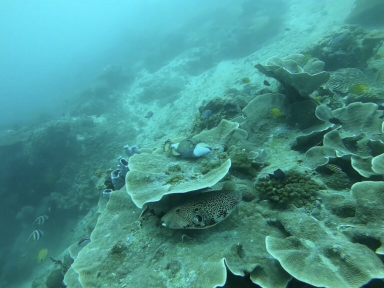Pufferfish and triggerfish resting on plate coral at Apo Island