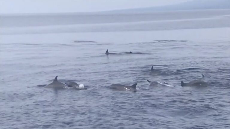 Dolphins surfacing in the Tañon Strait near Bais, Negros Oriental