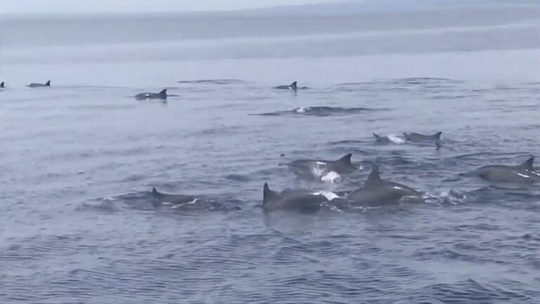 A pod of dolphins swimming beside the boat in the Tañon Strait