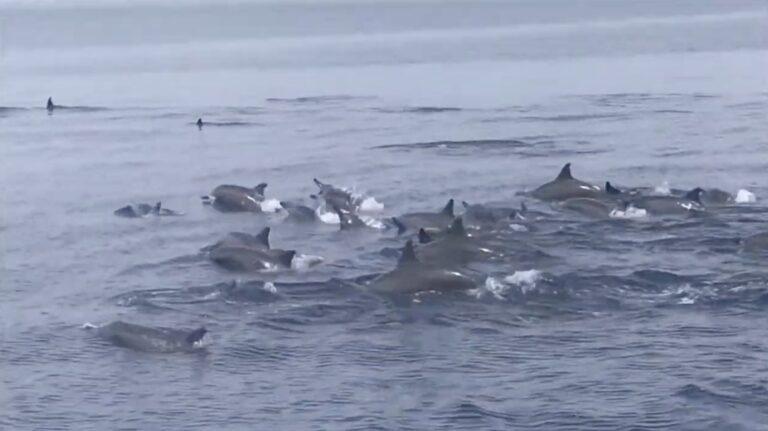 Dolphins breaking the surface in the Tañon Strait, Negros Oriental