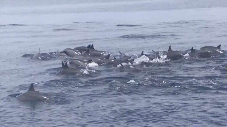 Large group of dolphins swimming together off Bais, Negros Oriental